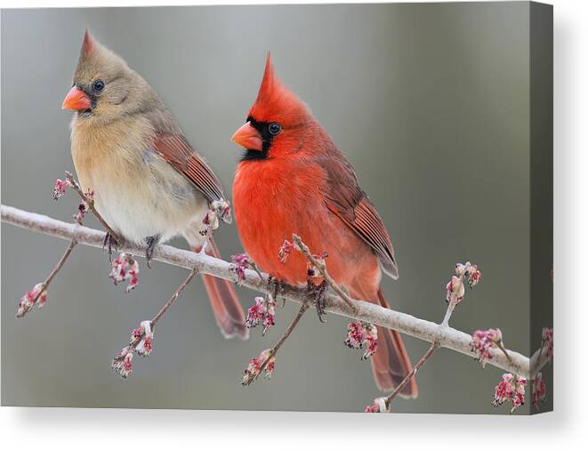 Northern Cardinal On Swamp Maple Branch Canvas Print featuring the photograph Dreamy Redbirds by Bonnie Barry