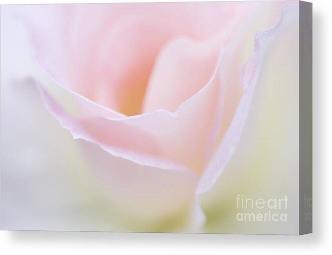 Rose Canvas Print featuring the photograph Dreamy Rose by Patty Colabuono