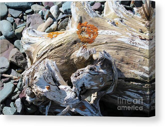 Driftwood Abstract Canvas Print featuring the photograph Driftwood Abstract by Barbara A Griffin