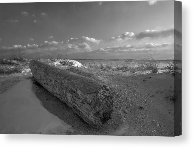 Dunes Canvas Print featuring the photograph Driftwood Winter by Steve Gravano