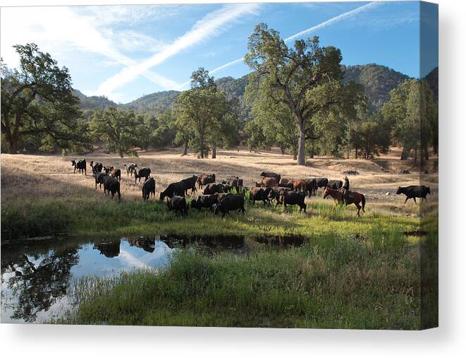 Cattle Drive 2013 Canvas Print featuring the photograph Drivin' Cattle by Diane Bohna