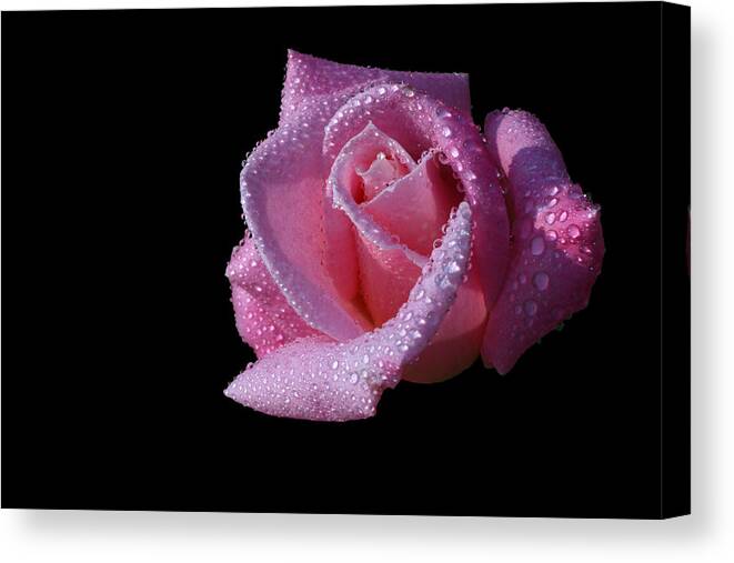 Rose Canvas Print featuring the photograph Droplets by Doug Norkum