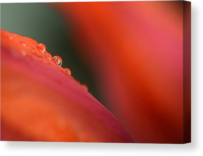 Water Canvas Print featuring the photograph Droplets on Petals - 5796 by Steve Somerville