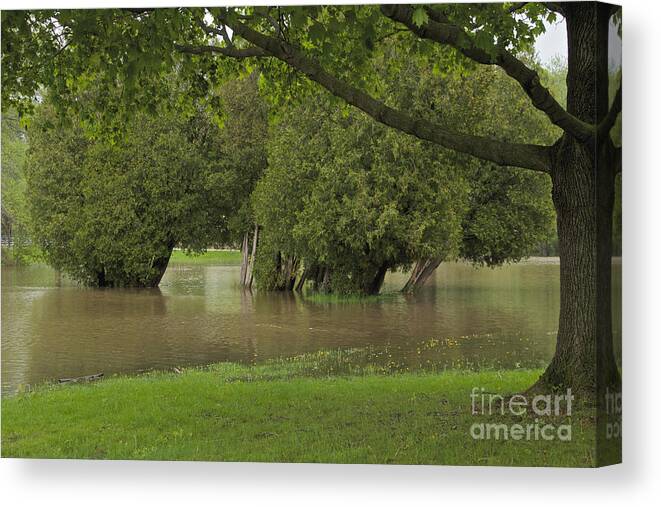 Ellison Park Canvas Print featuring the photograph Drowning Trees by William Norton