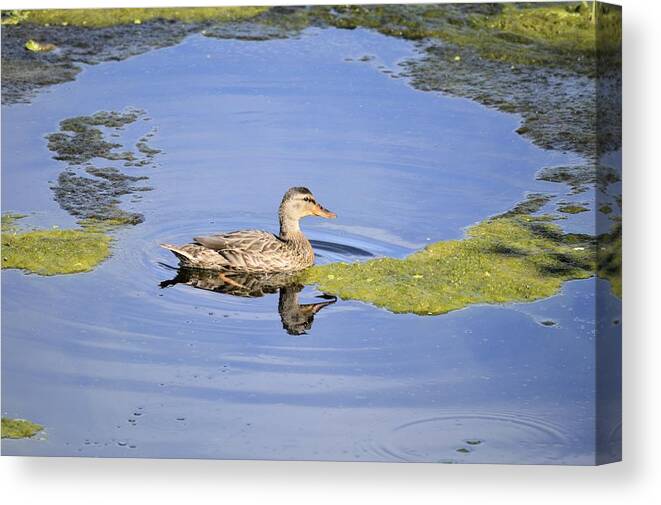 Duck Canvas Print featuring the photograph Duality Reflection by Bonfire Photography