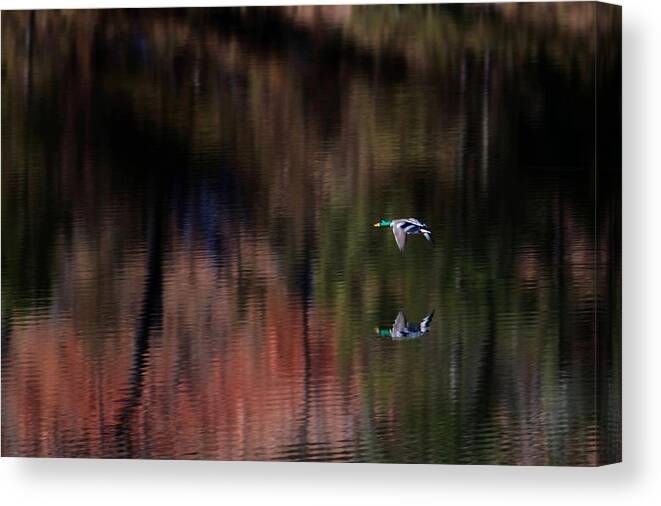 Mallard Canvas Print featuring the photograph Duck Scape 3 by Donald J Gray