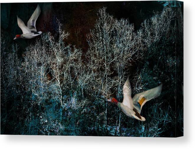 Trees Canvas Print featuring the photograph Ducks in Trees West Fork NUmber Three by Bob Coates