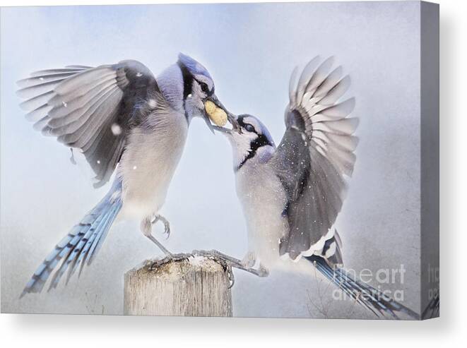 Birds Canvas Print featuring the photograph Dueling Jays by Pam Holdsworth