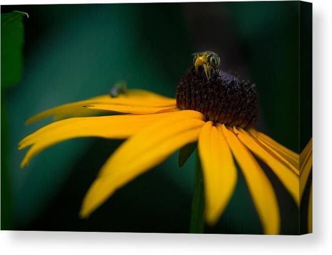 Bee Canvas Print featuring the photograph Dusty Bee by Shane Holsclaw