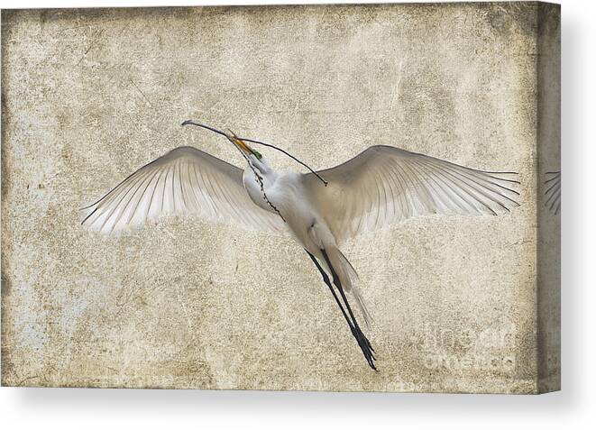 Great Egret Canvas Print featuring the photograph Duty Calls #2 by Betty LaRue