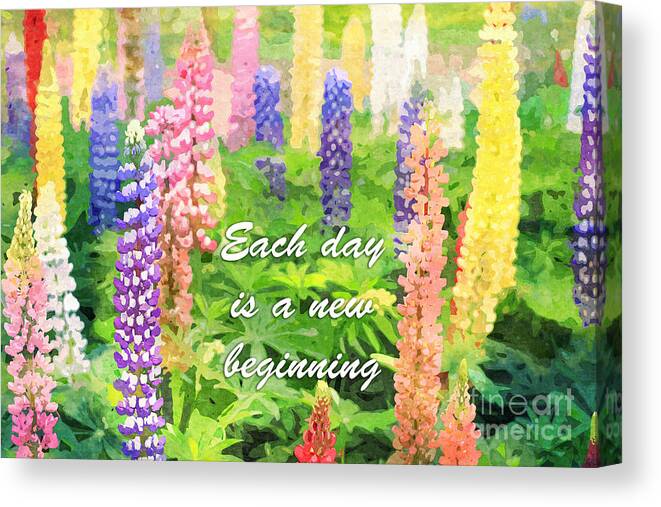 Lupinus Canvas Print featuring the digital art Each Day is a New Beginning Colorful Lupine Flowers by Beverly Claire Kaiya