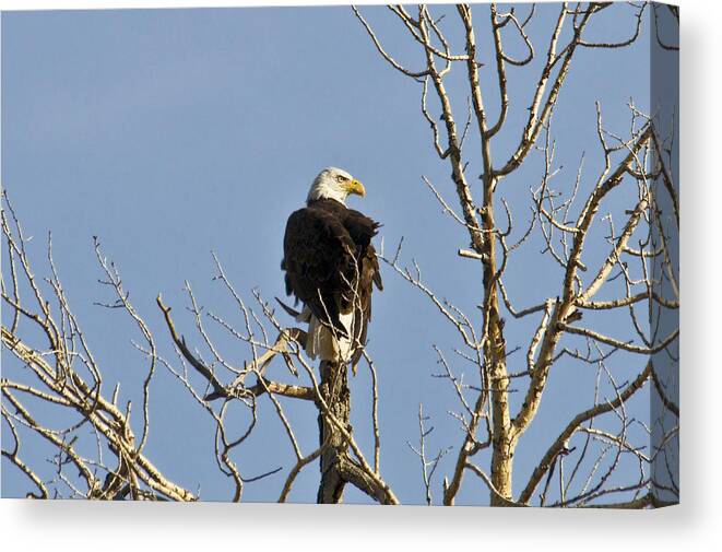  Canvas Print featuring the photograph Eagle by David Armstrong