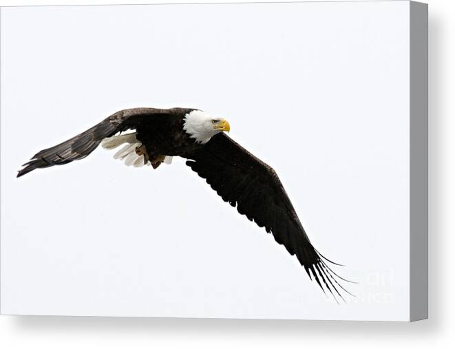 Photography Canvas Print featuring the photograph Eagle in Flight by Larry Ricker