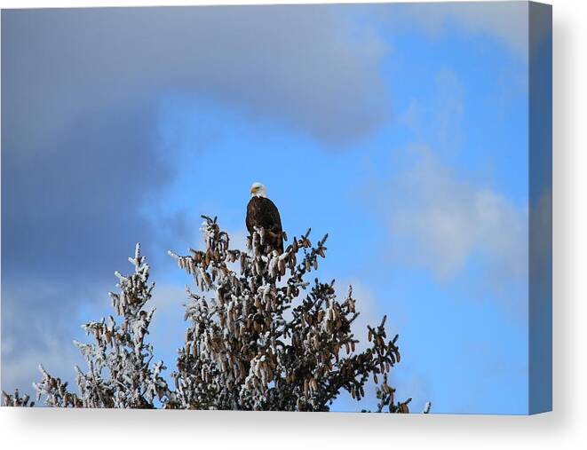 Eagle Canvas Print featuring the photograph Eagle In Frosty Pine by Trent Mallett