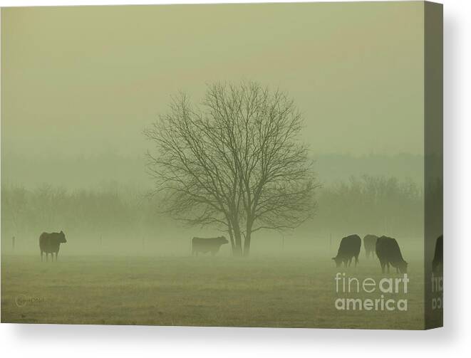 Morning Fog Canvas Print featuring the photograph Early Morning Fog 009 by Robert ONeil