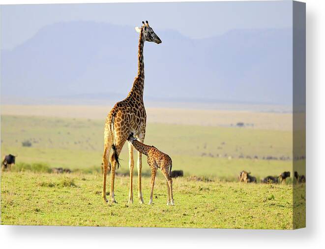 Masai Mara Canvas Print featuring the photograph Early Morning Milk by Zw Young