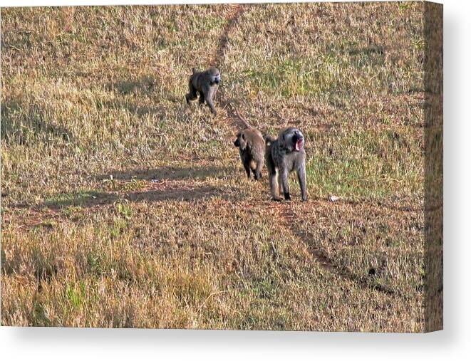 Baboon Family In Early Morning Seen From A Balloon Flying Over The Serengeti Canvas Print featuring the photograph Early morning stroll by Tony Murtagh