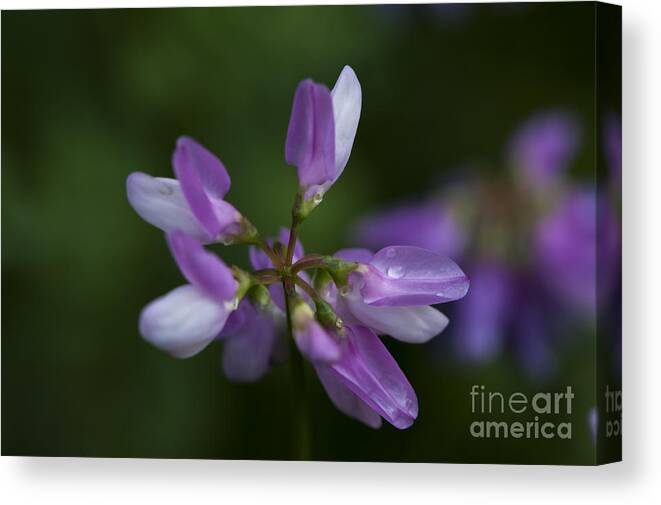 Purple Wildflower Canvas Print featuring the photograph Early Riser by Dan Hefle