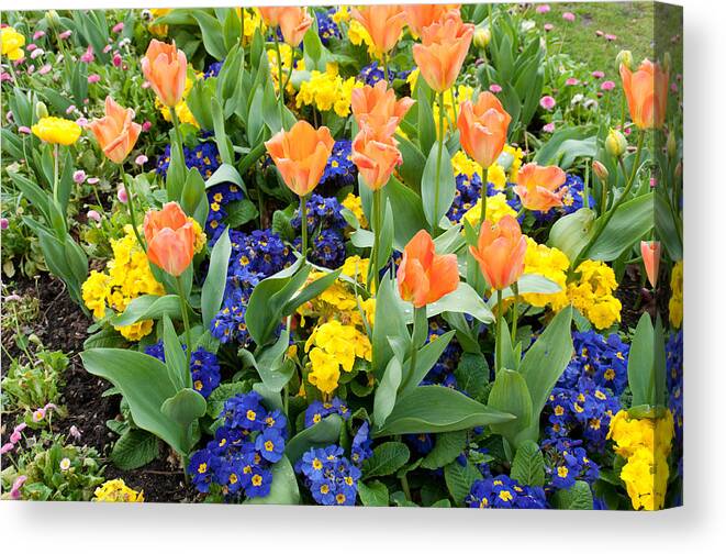 Primrose Canvas Print featuring the photograph Early Spring by Geraldine Alexander
