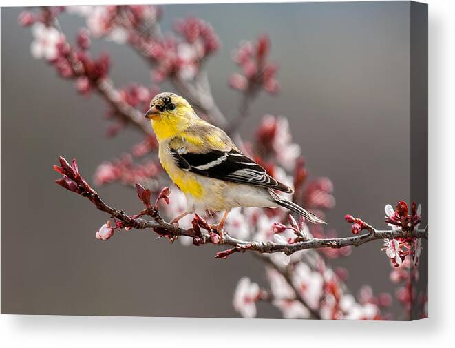 American Gold Finch Canvas Print featuring the photograph Early Spring Gold Finch by Lara Ellis