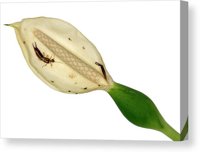 Araceae Canvas Print featuring the photograph Earwigs In An Arum Lily Flower by Dr Morley Read/science Photo Library