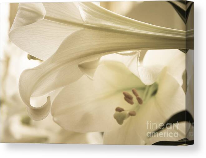 Baltimore Canvas Print featuring the photograph Easter Lilies by Chris Scroggins