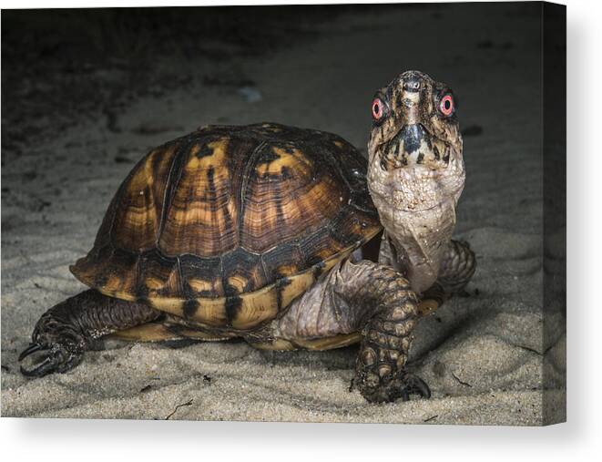 Pete Oxford Canvas Print featuring the photograph Eastern Box Turtle Georgia by Pete Oxford