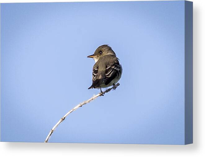 Animal Canvas Print featuring the photograph Eastern Wood Pewee by Jack R Perry