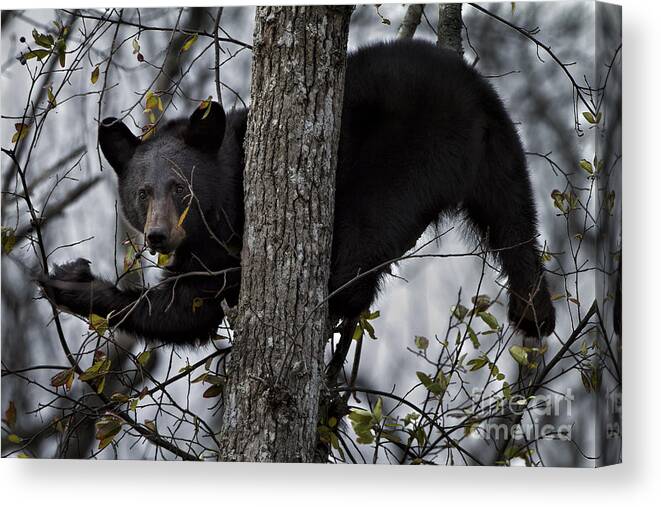 Black Bear Canvas Print featuring the photograph Eating Berries by Ronald Lutz