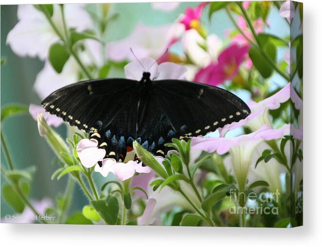 Butterfly Canvas Print featuring the photograph Ebony Wings by Susan Herber
