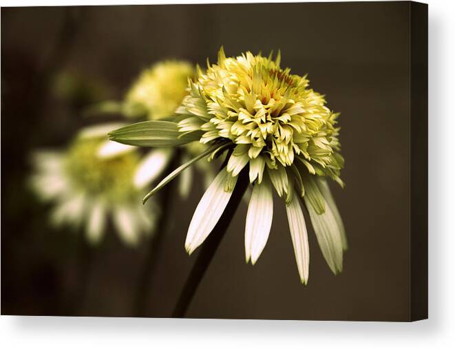 Flowers Canvas Print featuring the photograph Echo by Jessica Jenney