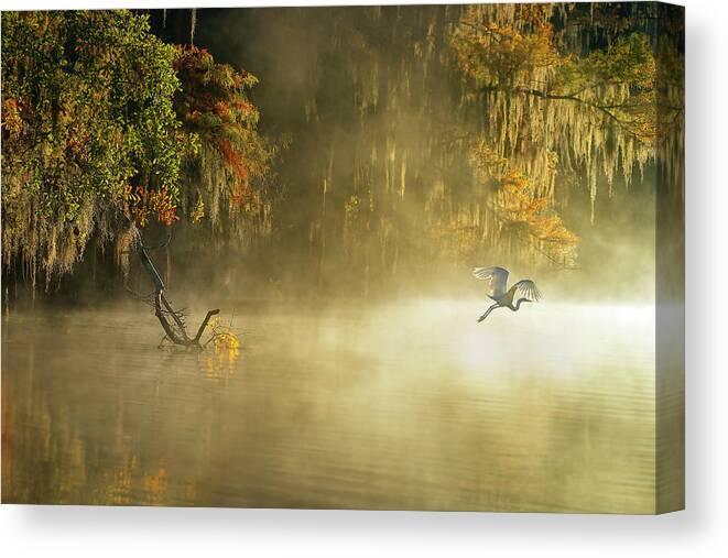 Caddo Canvas Print featuring the photograph Egret by Hua Zhu