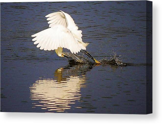 Snowy Canvas Print featuring the Egret with a Heart Reflection by Paulette Thomas