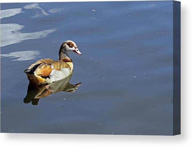 Birds Canvas Print featuring the photograph Egyptian Goose by Tony Murtagh