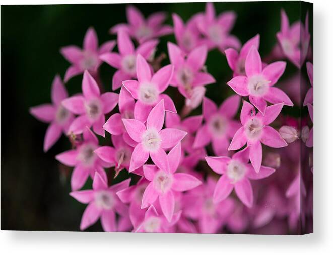 Pink Canvas Print featuring the photograph Egyptian Star Flowers or Penta by Eti Reid
