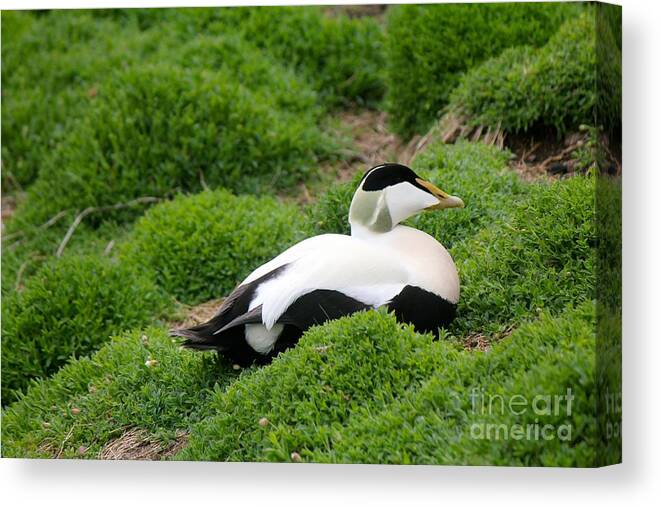 Eider Canvas Print featuring the photograph Eider by David Grant