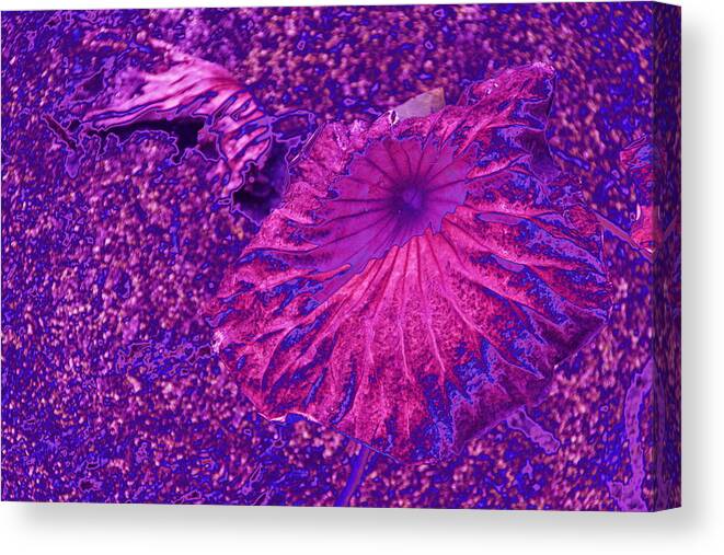 Nature Canvas Print featuring the photograph Electric Violet Swamp by Andrea Lazar