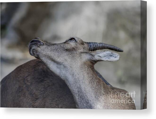 Michelle Meenawong Canvas Print featuring the photograph Elegance Of The Ibex by Michelle Meenawong