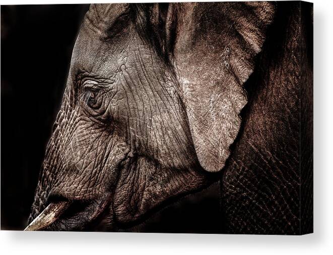 Abedare Mountains Canvas Print featuring the photograph Elephant Profile by Mike Gaudaur