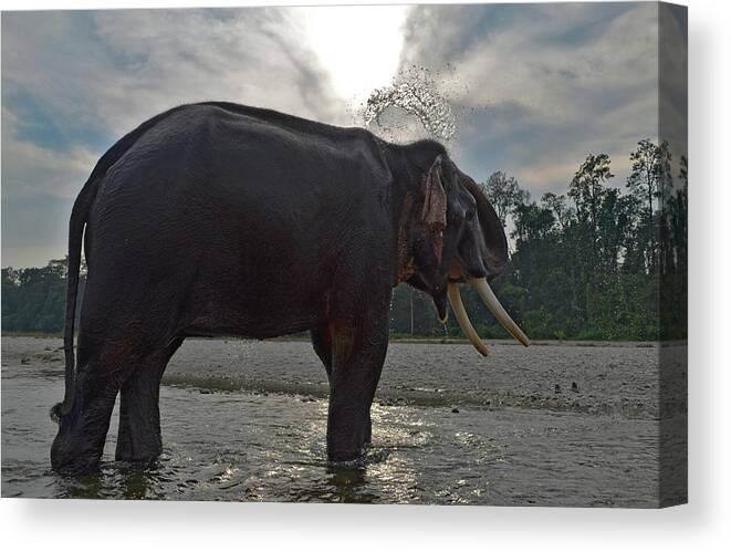 Animal Themes Canvas Print featuring the photograph Elephant Taking A Shower On Its Own by Photograph By Anindya Sankar Dey
