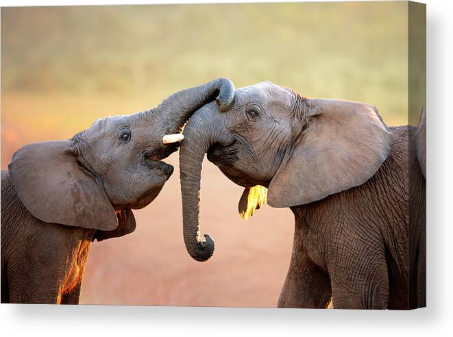 Elephant Canvas Print featuring the photograph Elephants touching each other by Johan Swanepoel
