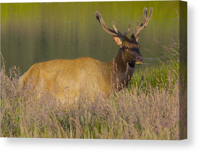 Elk Canvas Print featuring the photograph Elk at Dusk by Todd Kreuter
