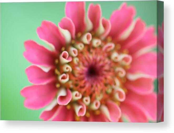 Wild Flower Canvas Print featuring the photograph Ellusive by Virginia Bond