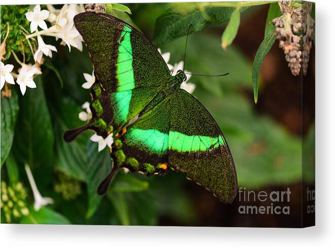 Butterfly Canvas Print featuring the photograph Emerald and Pearls by Tamara Becker