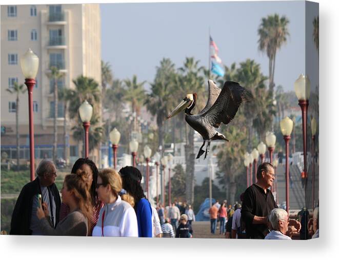 Wild Canvas Print featuring the photograph Emergency Landing by Christy Pooschke