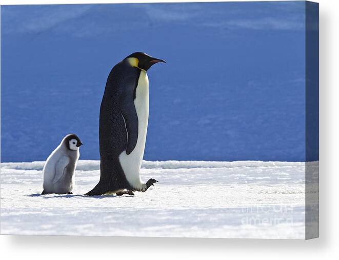Emperor Penguin Canvas Print featuring the photograph Emperor Penguin And Chick by Jean-Louis Klein and Marie-Luce Hubert