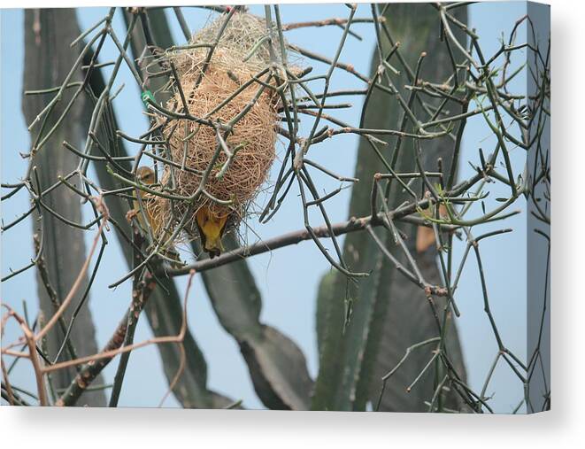 Next Trees Canvas Print featuring the photograph Empty nest syndrome by Denise Cicchella
