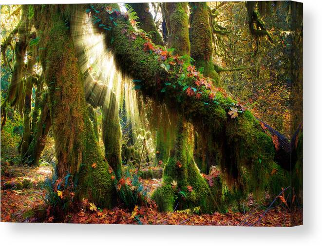 America Canvas Print featuring the photograph Enchanted Forest by Inge Johnsson