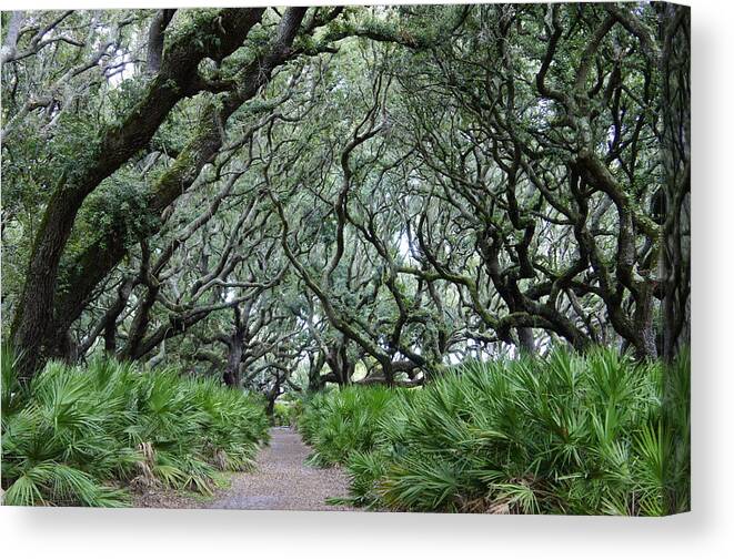 Cumberland Island Canvas Print featuring the photograph Enchanted Forest by Laurie Perry
