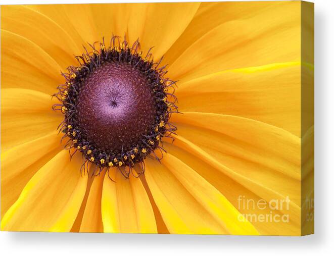 Black-eyed Susan Canvas Print featuring the photograph Encouragement by Patty Colabuono